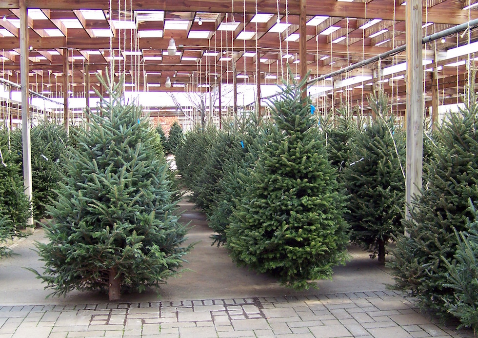 Come alberi di Natale gli abeti naturali sono superati da quelli di plastica