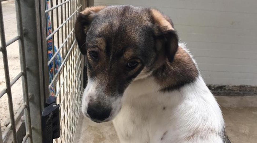 La canina Lorenza, 9 mesi, nel canile di Pistoia