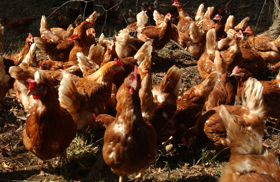 Casi di influenza aviaria negli allevamenti di polli in Francia