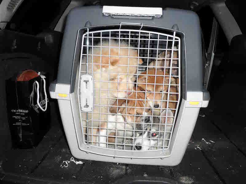 I cuccioli salvati dalla Forestale di Arezzo