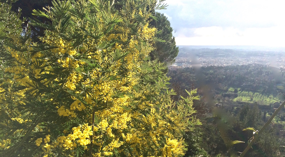 Mimosa in fiore già a Gennaio 2016, con un mese di anticipo