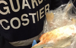 Pesce non in regola con le norme sulla vendita sequestrato dalla Guardia Costiera