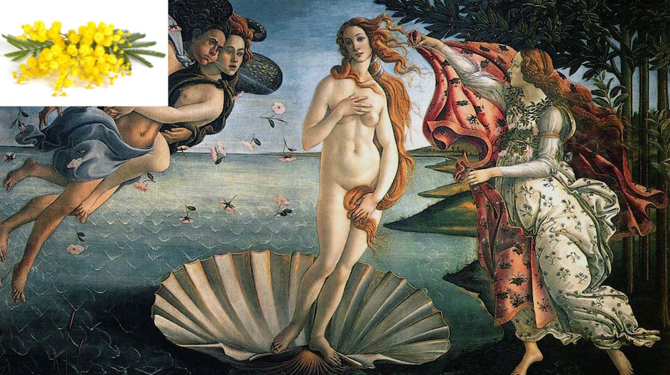 La nascita di Venere di Botticelli agli Uffizi con il simbolo della mimosa
