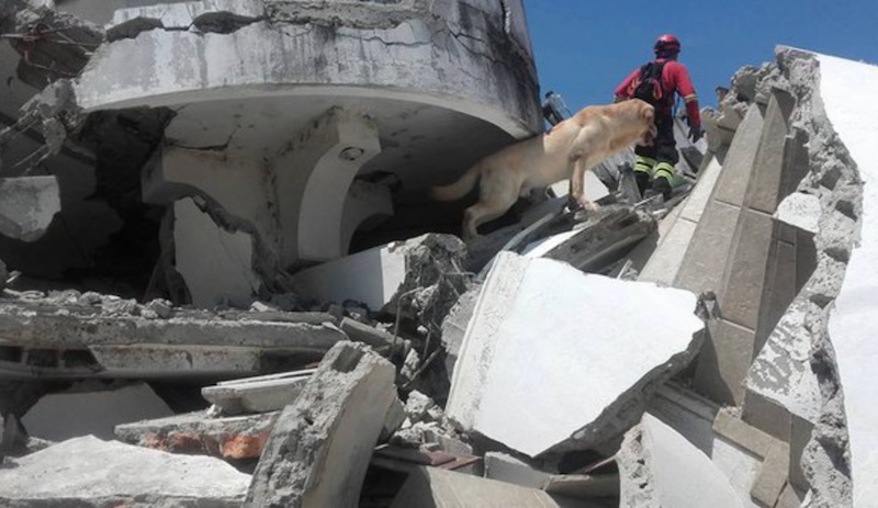 L'eroico cane Dayko, morto per infarto, durante la ricerca di superstiti in Ecuador