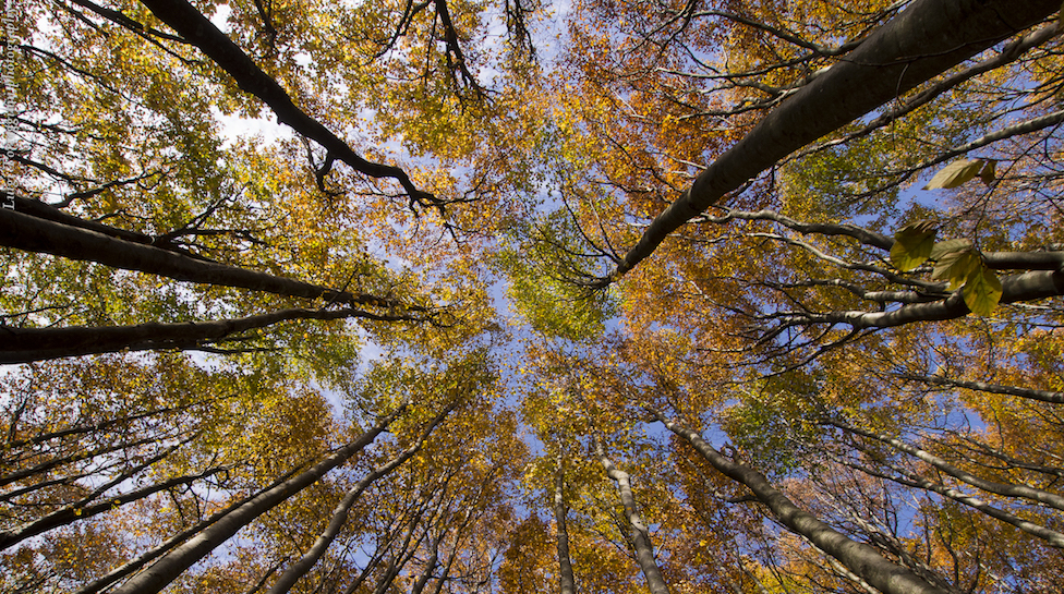 Il nuovo centro "Esplora" di Firenze offrirà educazione ambientale alle scuole