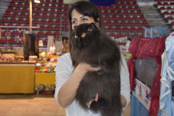 Oltre 500 esemplari di gatti alla mostra di Prato
