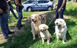 I quattro cani Golden Retriever salvati dalla Polizia in Arno