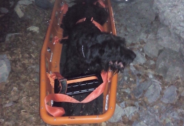 Il cane salvato dai Vigili del Fuoco a Canale Barra sul monte Pania Secca