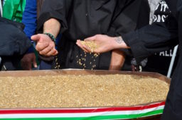 Rischia di bloccarsi la produzione del grano italiano