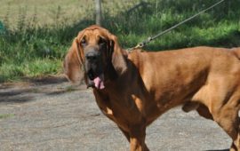 Gringo, carabiniere a quattro zampe