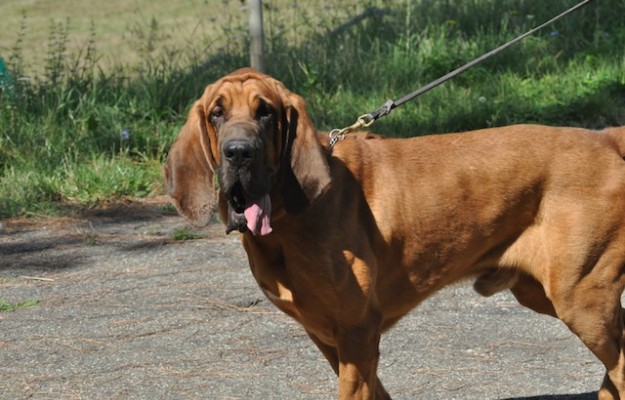 Gringo, carabiniere a quattro zampe