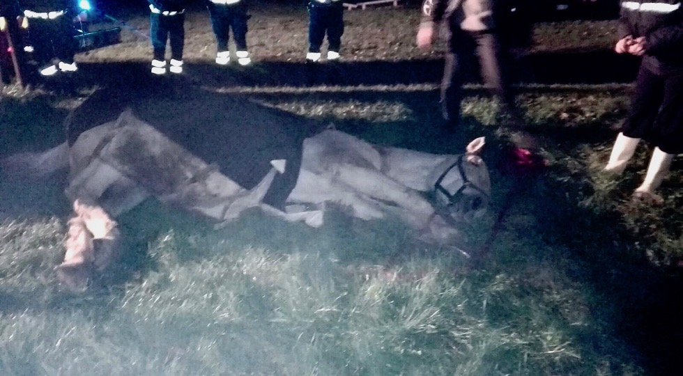 Il cavallo Karly dopo il salvataggio dei Vigili del Fuoco