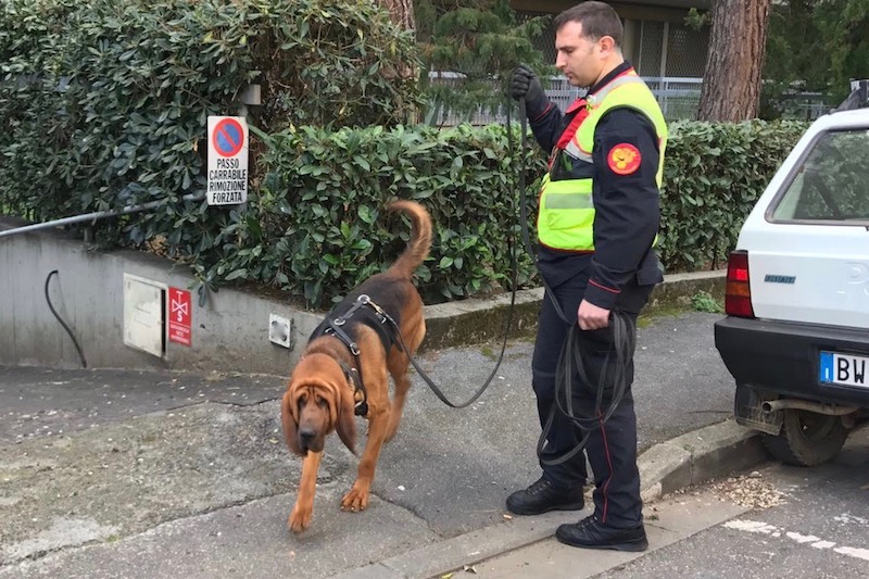 Uno dei cani molecolari dei Carabinieri sulle tracce della ragazza scomparsa