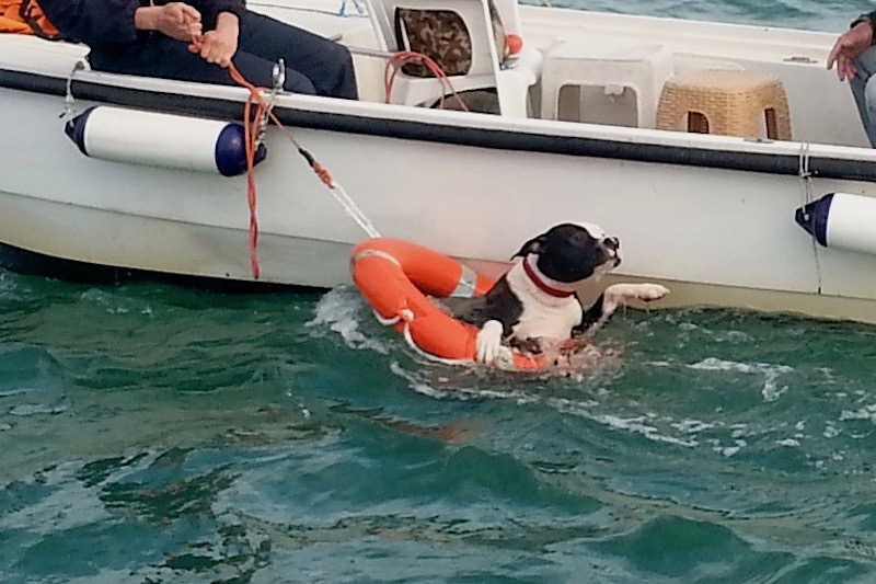 Tyson «rimorchiato» a terra dopo la brutta avventura