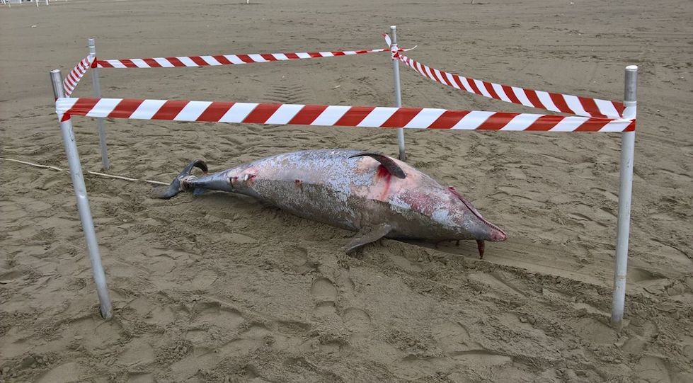 La carcassa del delfino spiaggiata davanti al Bagno Liù a Marina di Pietrasanta