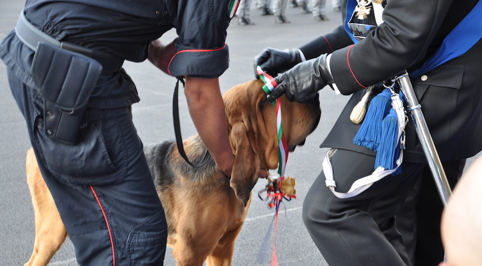 Gringo, carabiniere a quattro zampe, premiato alla Festa dell'Arma 2017 a Firenze