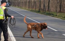 Un cane molecolare dei Carabinieri sulle tracce di una persona scomparsa