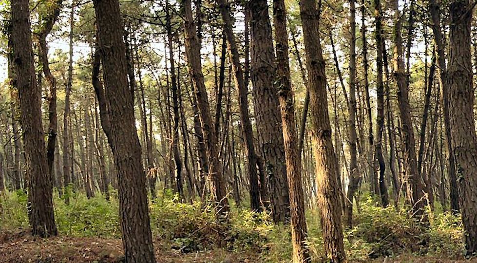 "Il bosco è un patrimonio trascurato" dice Orazio Ciancio presidente Aisf