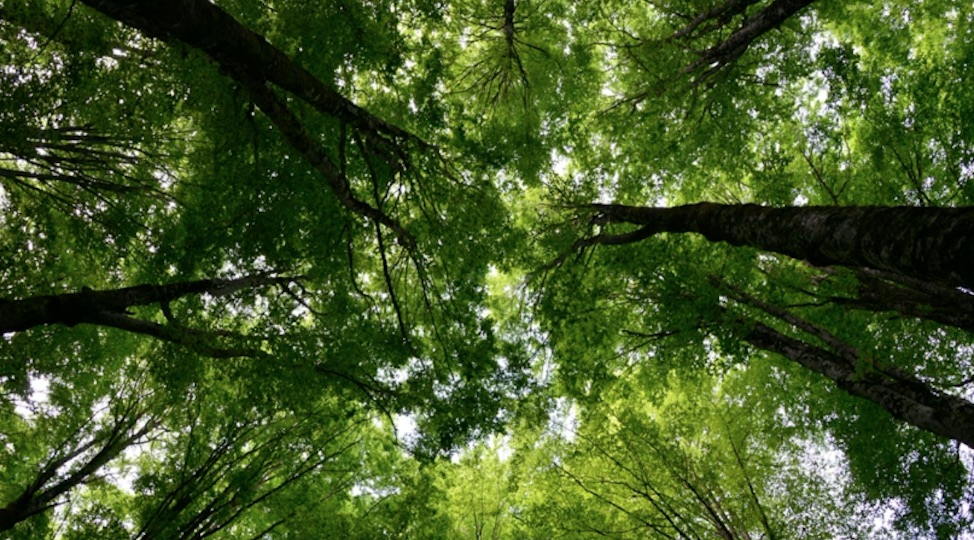 Vallombrosa celebra i 150 dei suoi preziosi arboreti