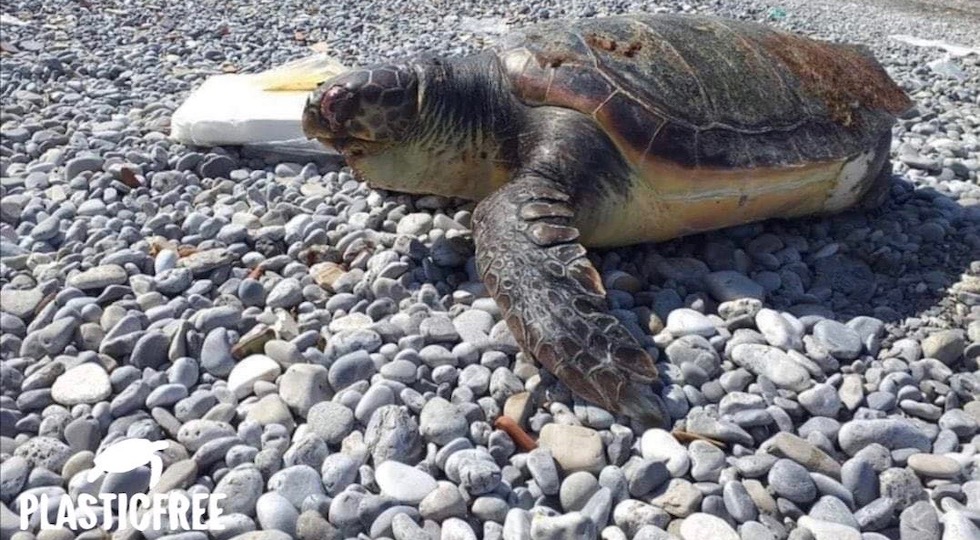 La triste immagine di una tartaruga marina morta su un litorale (foto da Facebook Plasticfree)