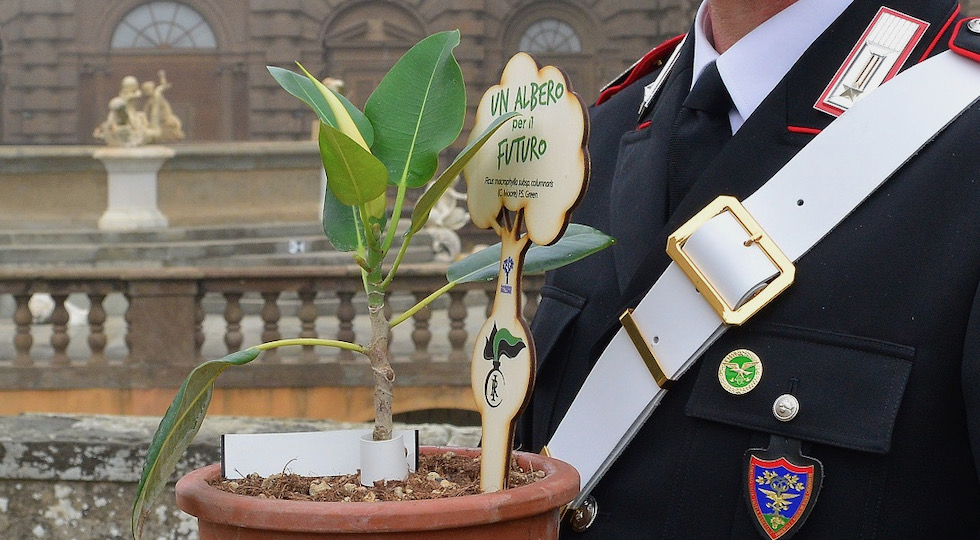 Anche nel Giardino di Boboli crescerà un 'Albero di Falcone'