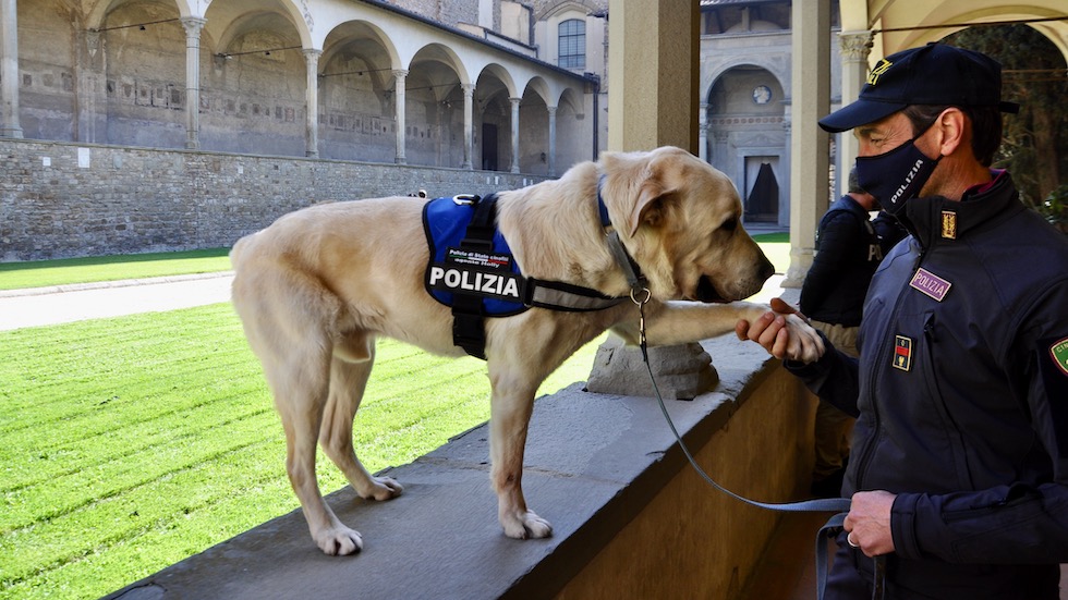Holly, cane antiesplosivi della Questura di Firenze, alla Festa della Polizia 2022