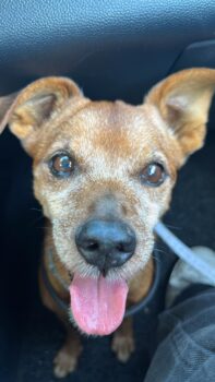 Ralf, il cane di Vitaliano Ulivieri